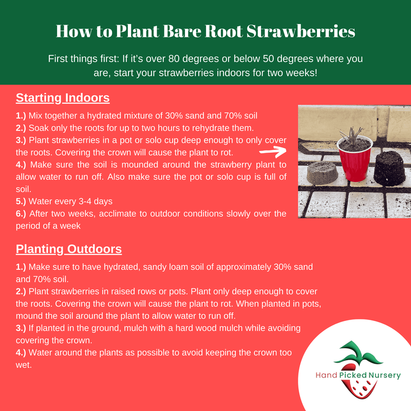 can you plant strawberries indoors Cabot Strawberry Bare Root Plants | June-Bearing Sweet Strawberries