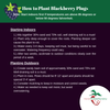 how to plant black raspberries