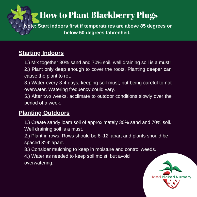 Mac Black Raspberry Plug Plants – Late-Season Variety | Sweet, Firm Be ...