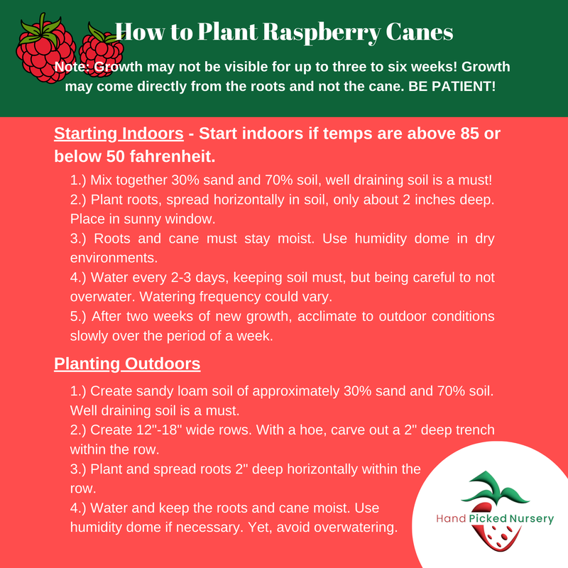 Killarney Raspberry Plants – Bare Root Cane, 1-Year-Old – Mid-Season Red Variety – Cold Hardy, Sweet & Aromatic Berries – High Yield, Disease Resistant – Grows in Zones 3–7 - Hand Picked Nursery