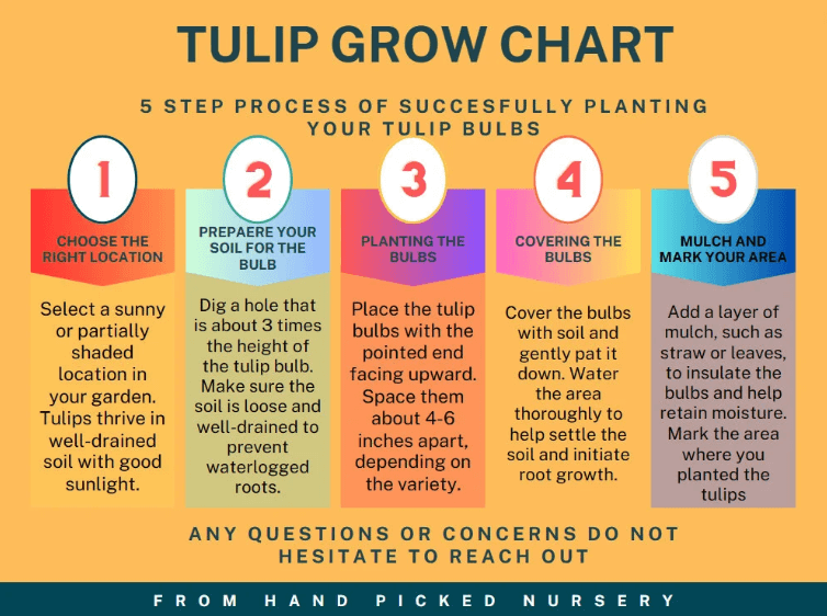 How to Plant Dordogne Tulip Bulbs