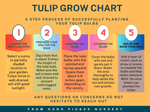 How to Plant Red Impression Darwin Tulip Bulbs