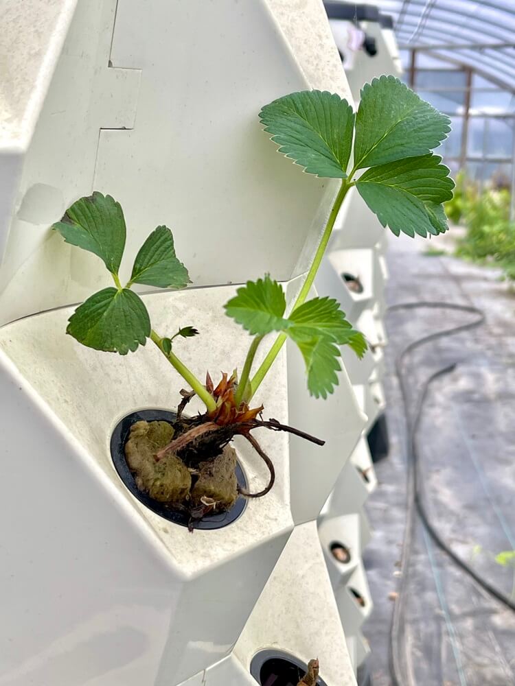 Hand Picked Nursery - Live Mara Deb Bois Strawberry Plugs - Day-Neutral Strawberry Plants for the Longest Strawberry Season!