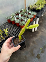 Veldt Grape (Cissus quadrangularis) - 2.5 inch potted cactus