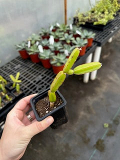Veldt Grape (Cissus quadrangularis) - 2.5 inch potted cactus