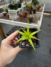 Dyckia Naked Lady (Dyckia marnier-lapostollei) - 2.5 inch potted succulent plant