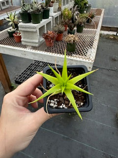 Dyckia Naked Lady (Dyckia marnier-lapostollei) - 2.5 inch potted succulent plant