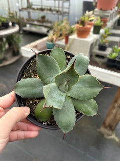 Butterfly Agave (Agave potatorum) - 6 inch potted plant