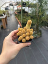 Lady Finger Cactus (Mammillaria elongata) - 2.5 inch potted Cactus