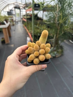 Lady Finger Cactus (Mammillaria elongata) - 2.5 inch potted Cactus