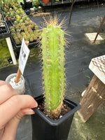 Blue Columnar Cactus (Pilosocereus pachycladus) - 2.5 inch potted cactus plant