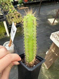 Blue Columnar Cactus (Pilosocereus pachycladus) - 2.5 inch potted cactus plant