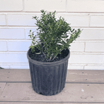 Ilex crenata Soft Touch