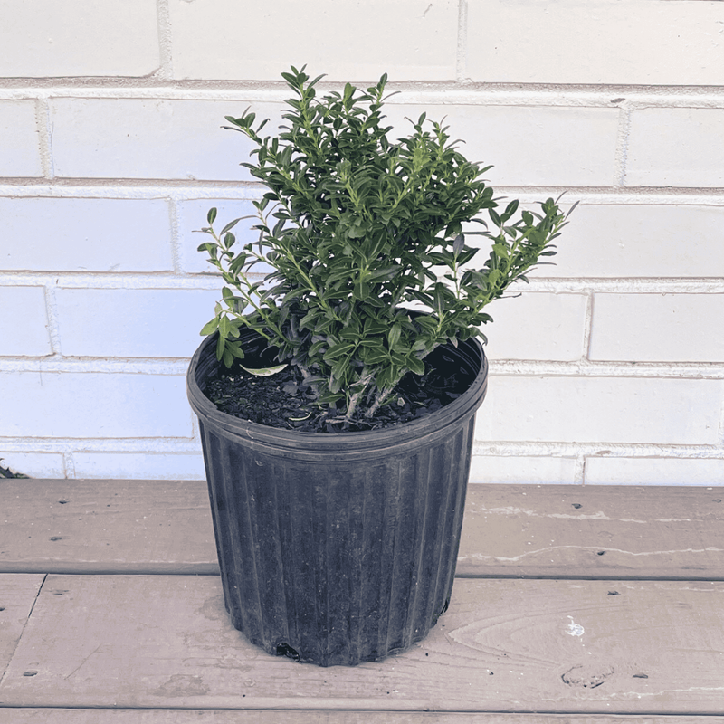 Ilex crenata Soft Touch