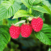 imara red raspberry bareroot plant