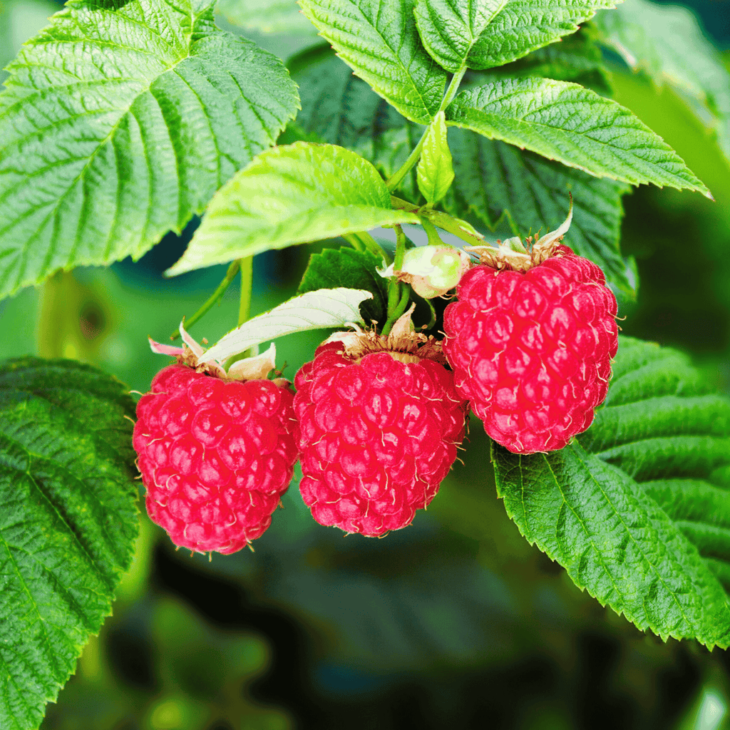 imara red raspberry bareroot plant