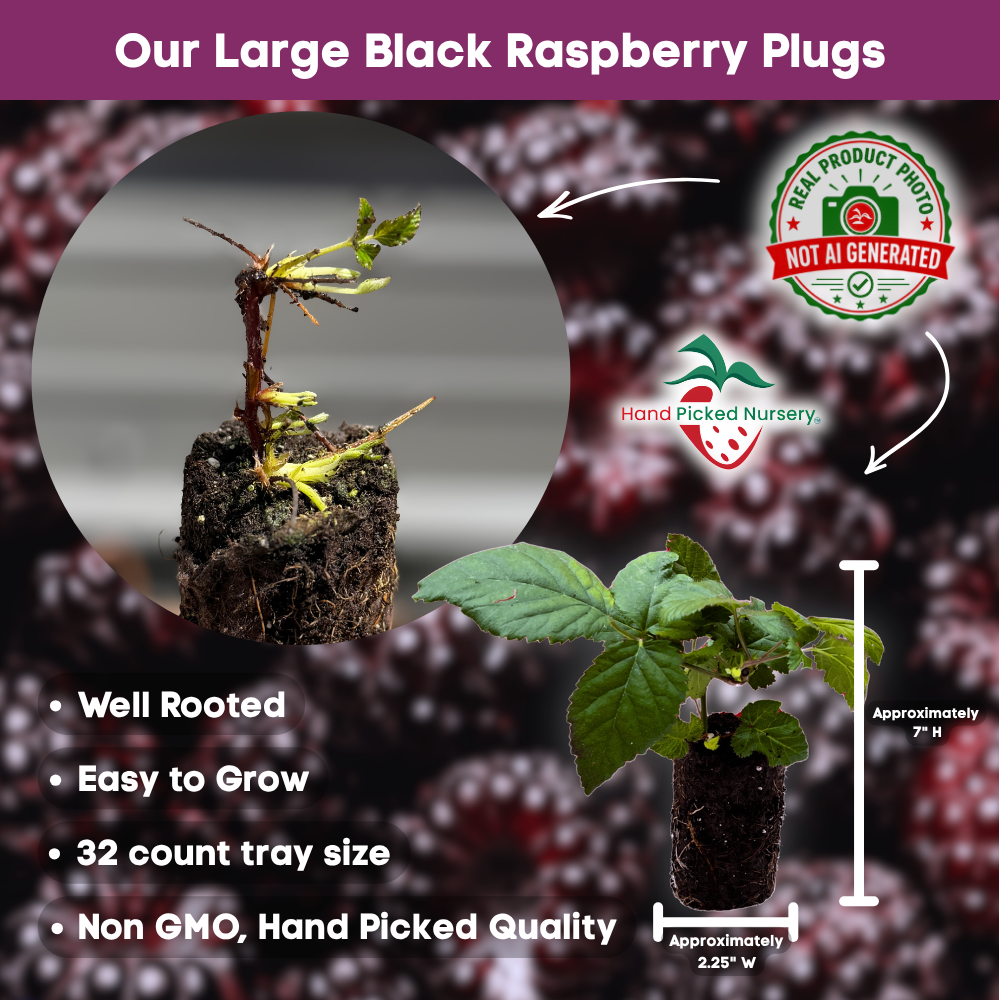 Bristol Black Raspberry bareroot plug