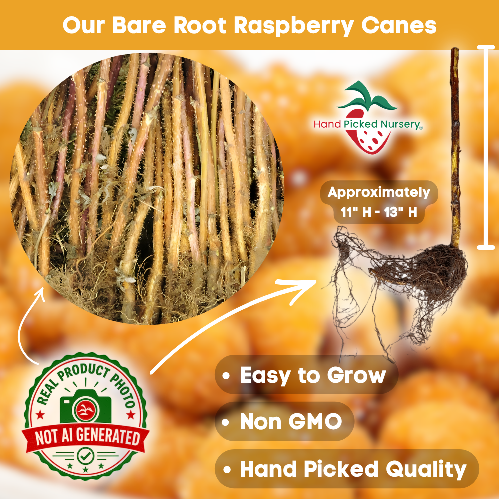 double golden raspberry bareroot plant