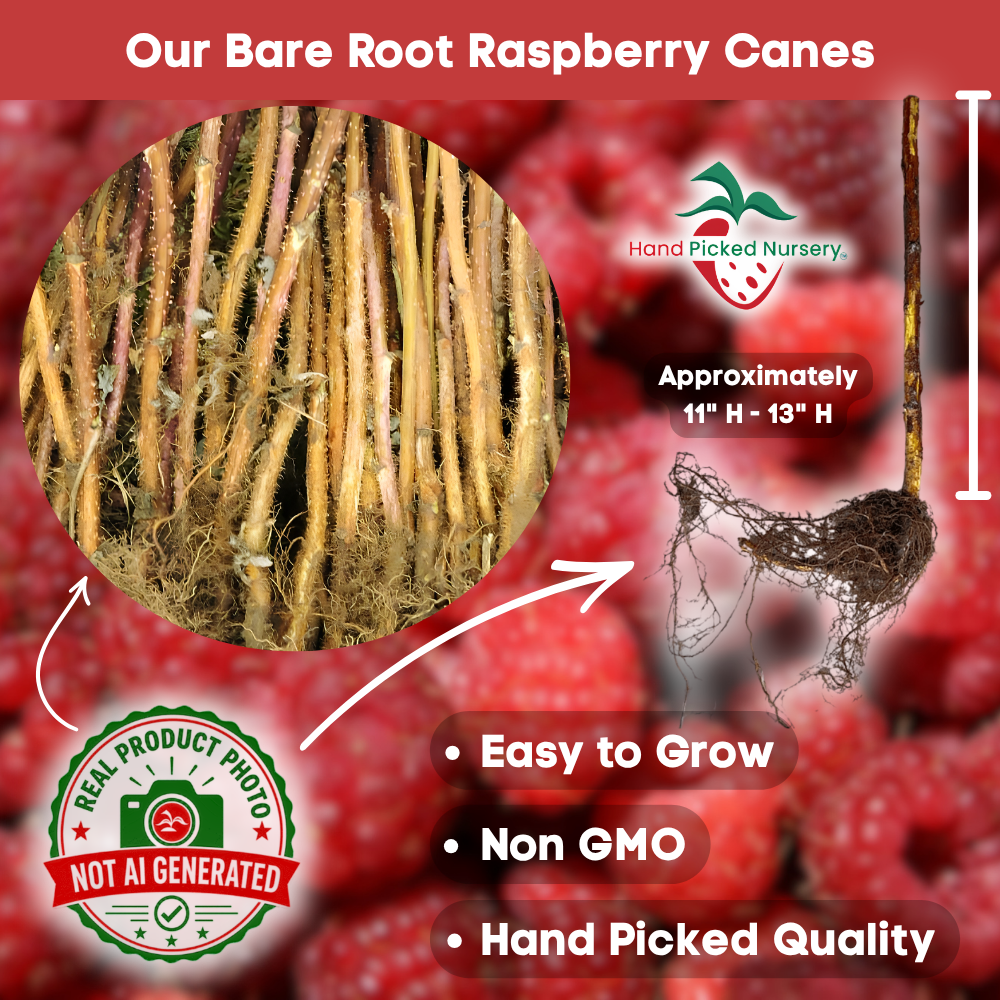Killarney red raspberry bareroot plant
