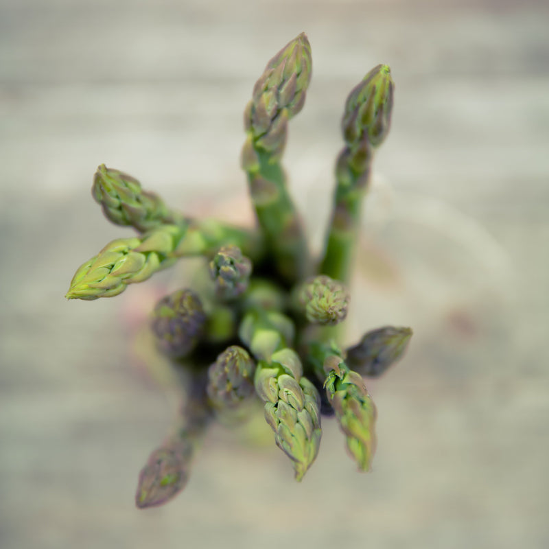 giant asparagus plant Jersey Giant Asparagus Crowns