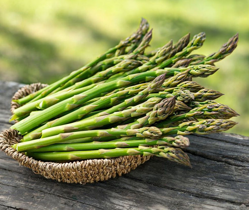 Jersey Knight Asparagus Plants