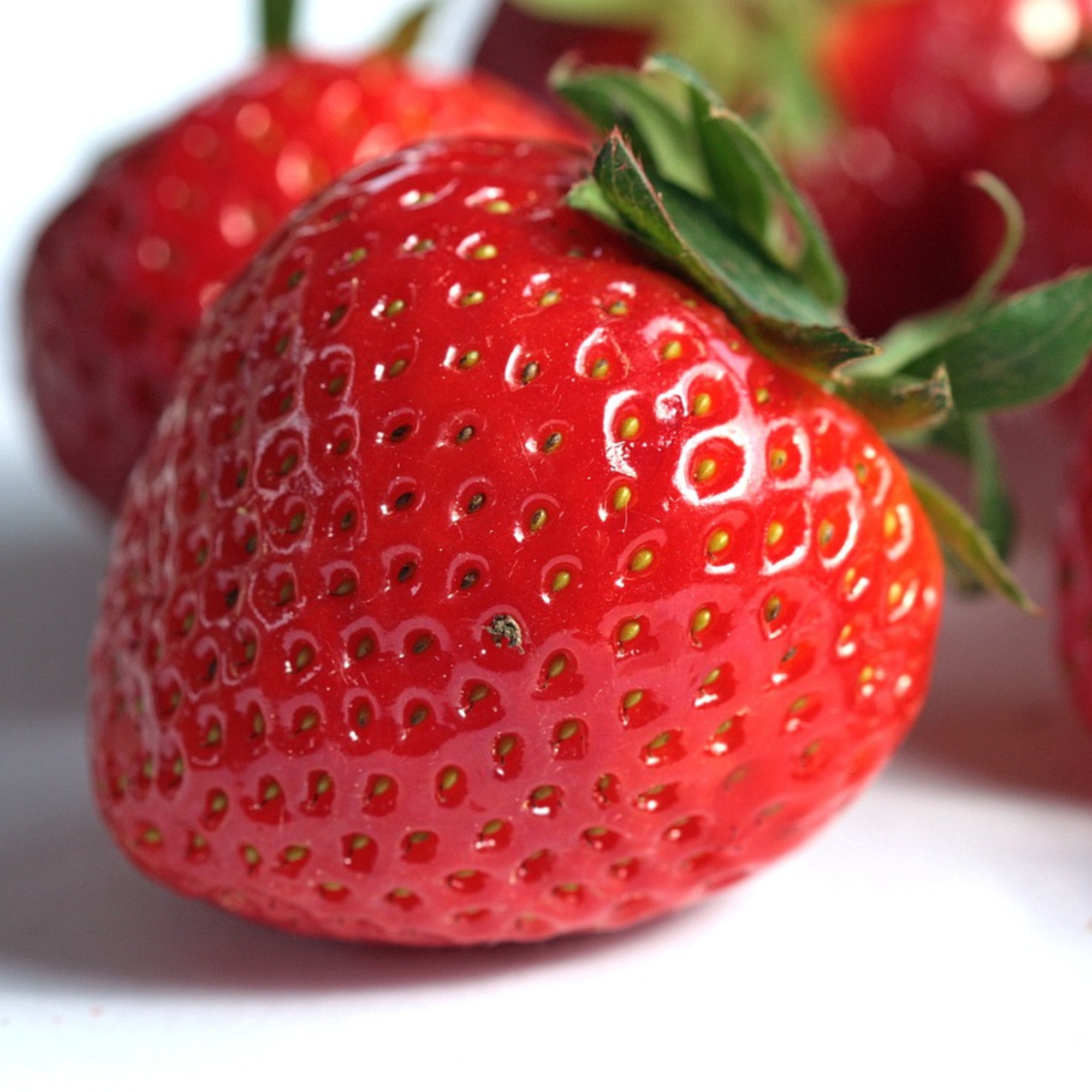 jewel strawberry seeds Jewel June-Bearing Strawberry Bare Root Plants