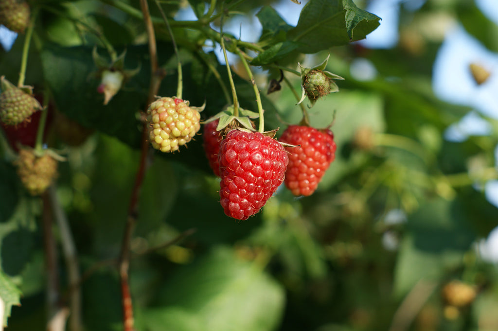 Joan J Raspberries on a branch with green leaves