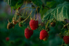 Joan J Raspberry Plants