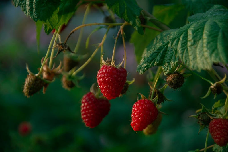 Joan J Raspberry Plants