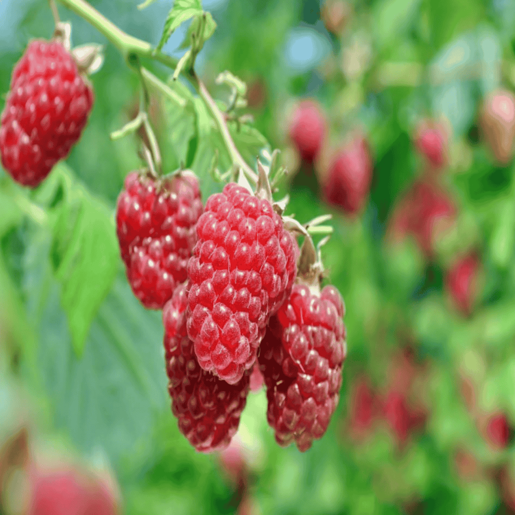 Joan Bareroot plant