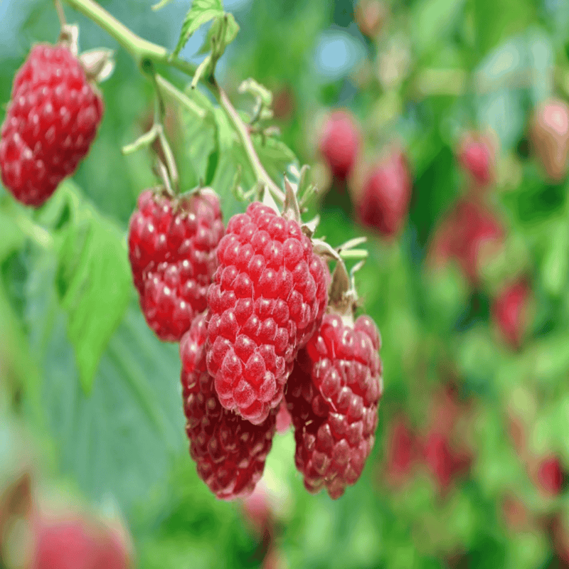 Joan Bareroot plant