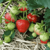 June-Bearing Strawberry plants