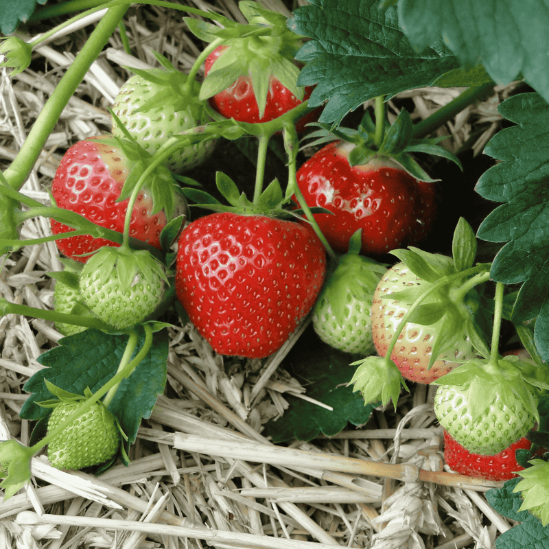 June-Bearing Strawberry plants