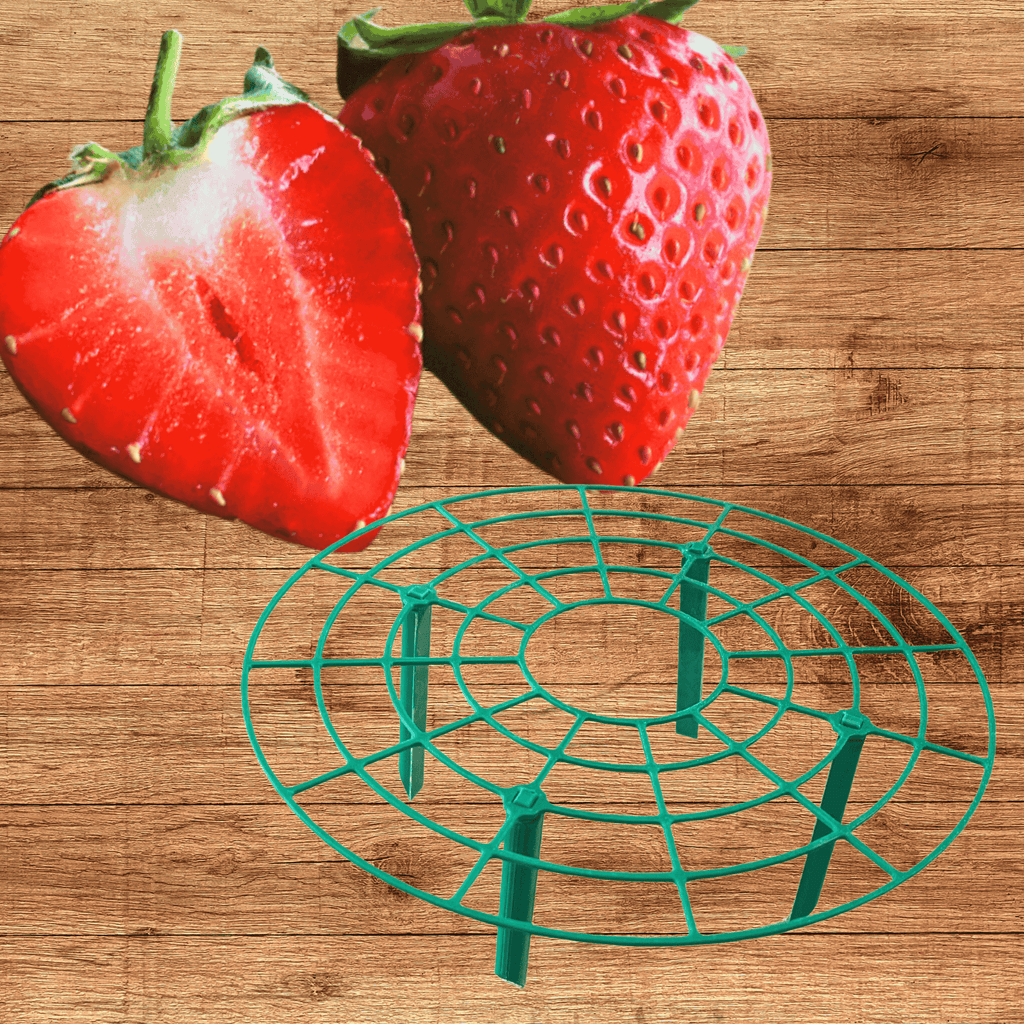 Green Strawberry Plant Supports With June Bearing Strawberry Plants