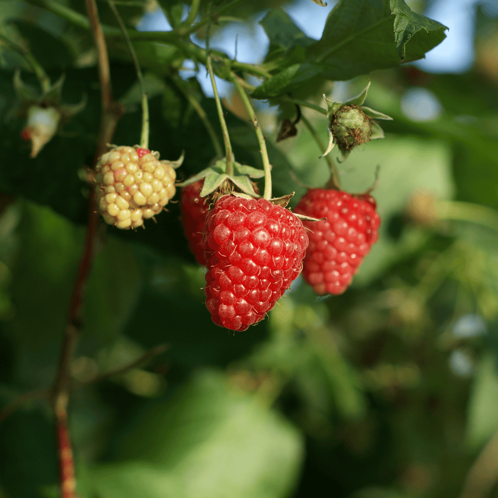 Killarney red raspberry bareroot plant