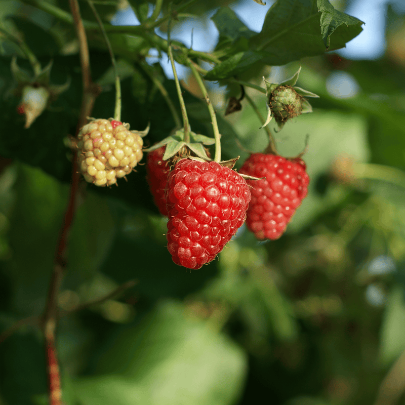Killarney red raspberry bareroot plant