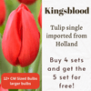 Kingsblood Tulip Bulbs