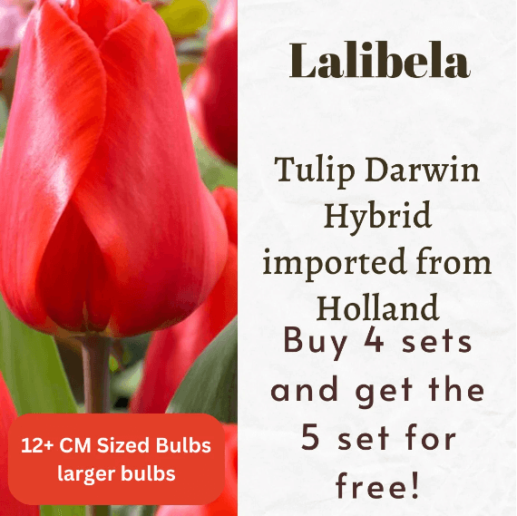 Lalibela Tulip Darwin Hybrid Bulbs