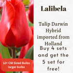 Lalibela Tulip Darwin Hybrid Bulbs