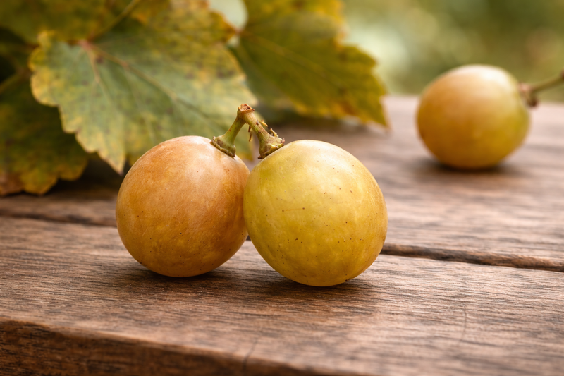 Late Fry Muscadine Grape Vine – 2-Year Bare Root Grape Plants | Hand ...