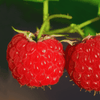 Latham Red raspberry bareroot plant
