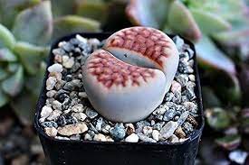 Lithop