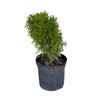 Thuja Occidentalis 'Little Giant'