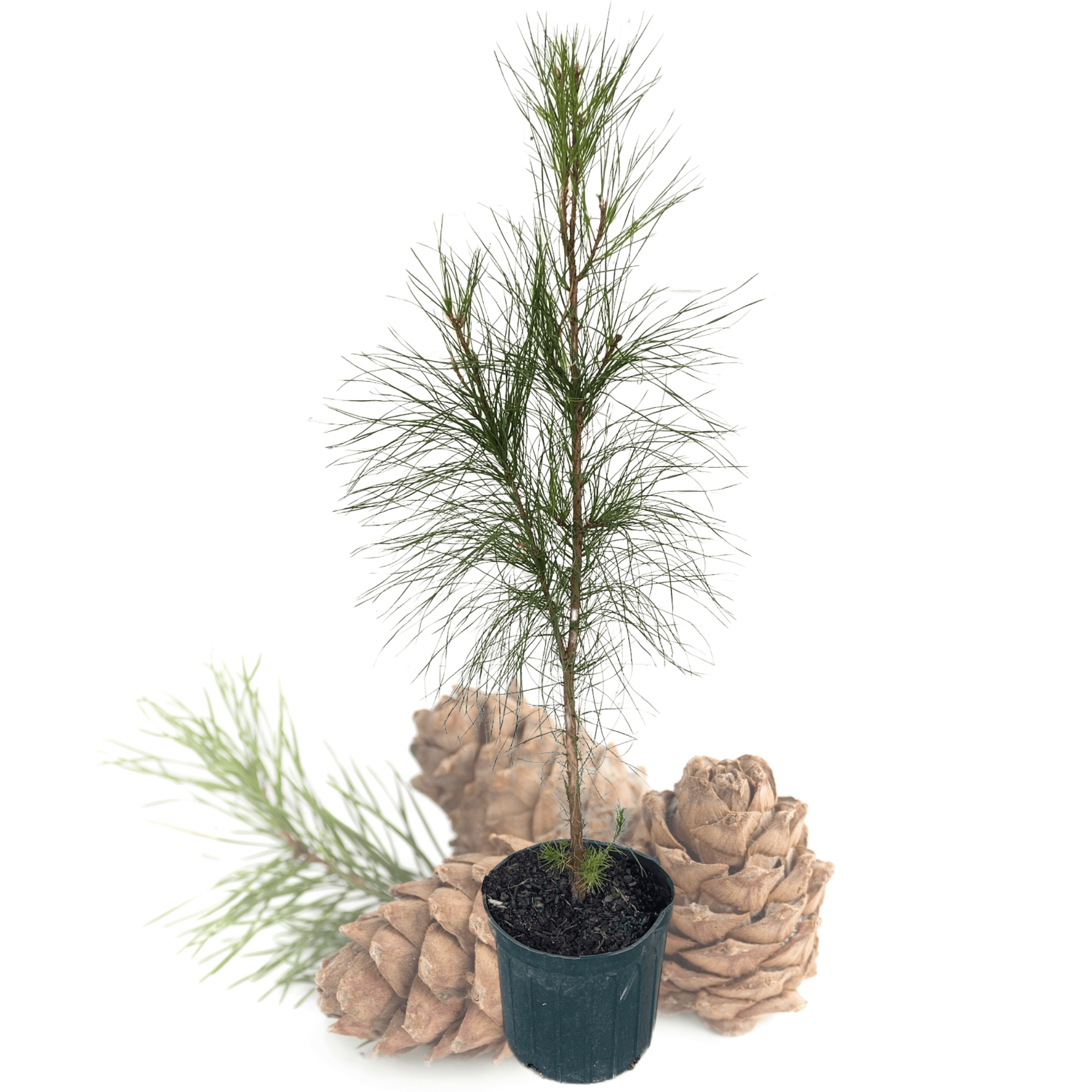 pine tree potted plant Loblolly Pine Tree - Pinus Taeda - 1 Gallon Potted Plant
