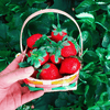 Mara des Bois Strawberry plants