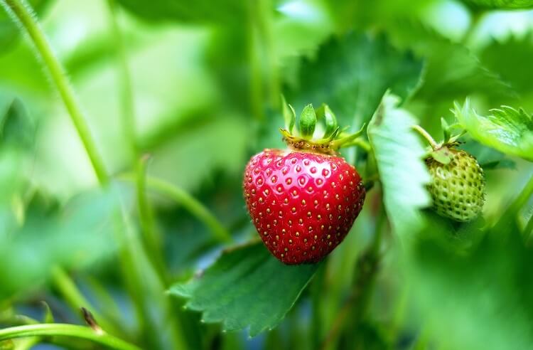 Mara Des Bois Strawberry Plants