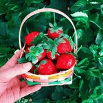 Mara des Bois Strawberry plants