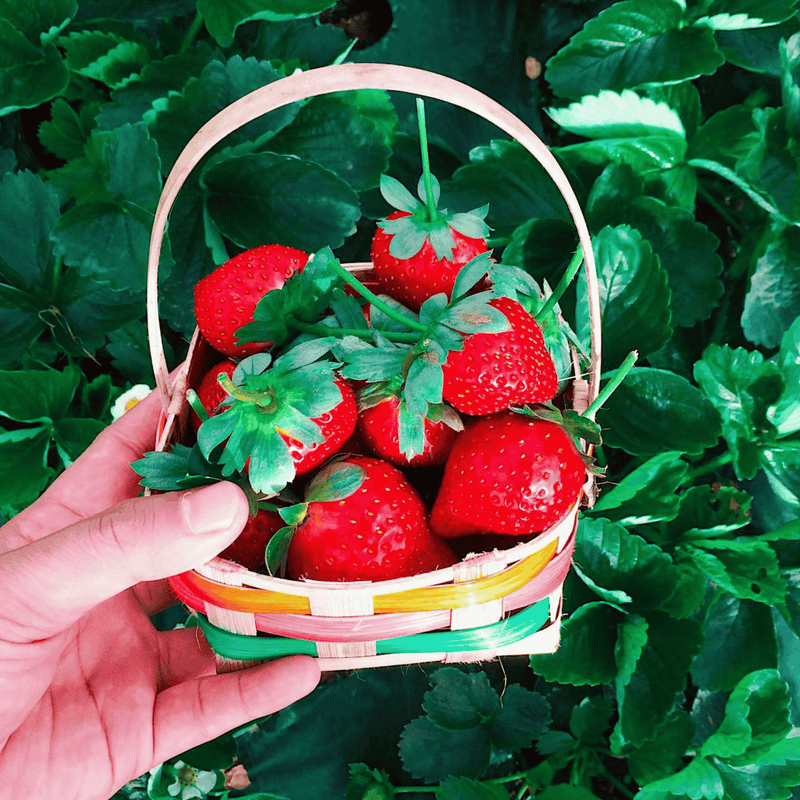 Mara des Bois Strawberry plants