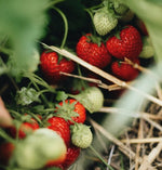 Mayflower Strawberry Plants