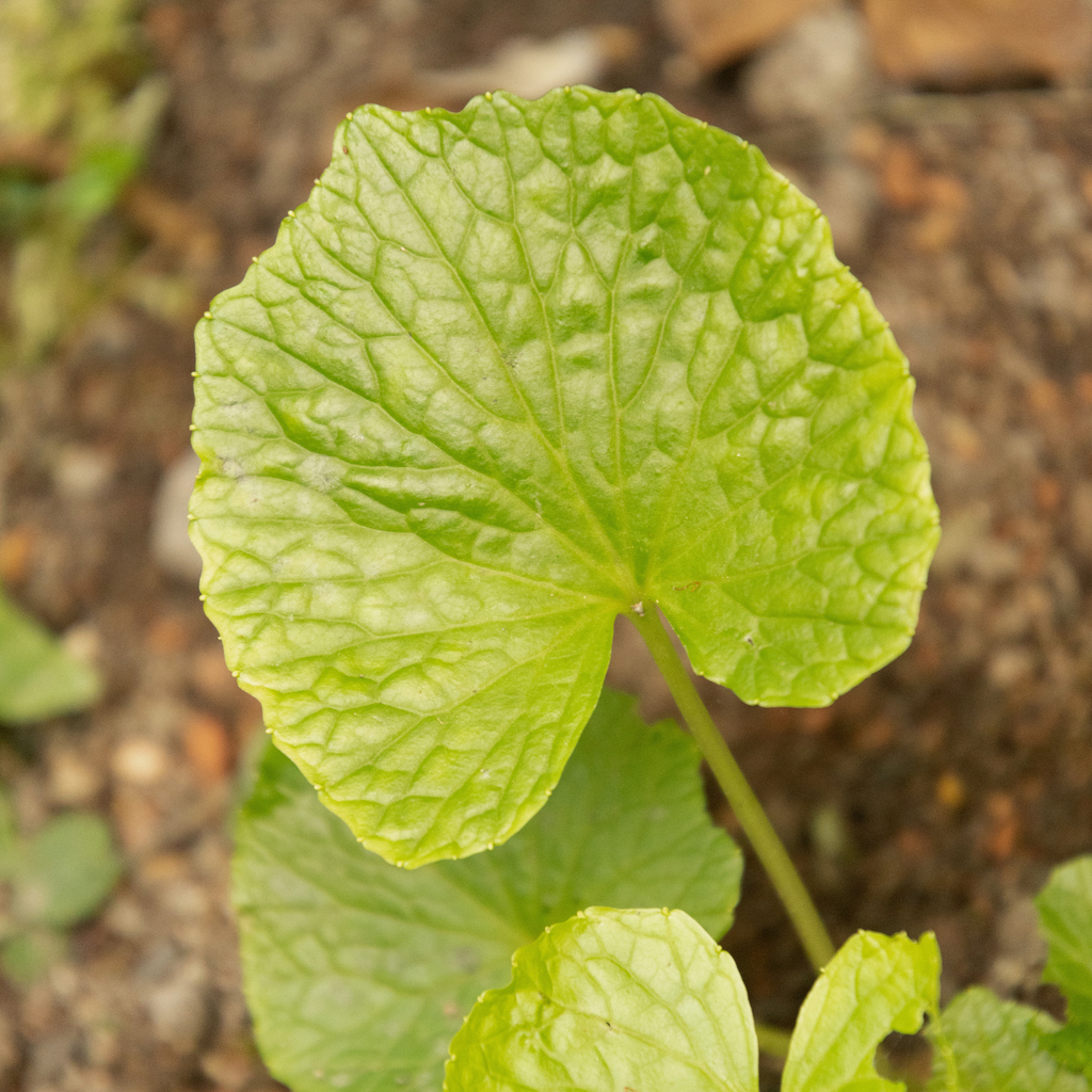 Mazuma Wasabi Plants